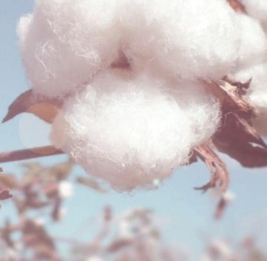 Only 1% of the world’s cotton is grown in Egypt